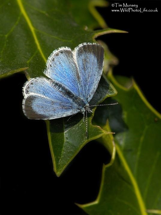 Holly Blue 050507.jpg